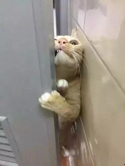 猫上厕所视频,揭秘猫咪上厕所的趣味瞬间